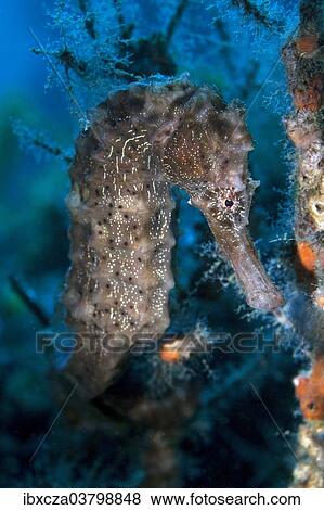 "Sea Pony (Hippocampus fuscus), Gulf of Oman, Oman, Asia" View Large Photo Image Stock Photo - "Sea Pony (Hippocampus fuscus), Gulf of Oman, Oman, Asia". Fotosearch
