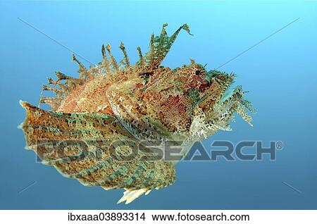 "Sea Raven (Hemitripterus villosus), Sea of Japan, Primorsky Krai, Russia, Europe" View Large Photo Image Picture - "Sea Raven (Hemitripterus villosus), Sea of Japan, Primorsky Krai, Russia, Europe". Fotosearch