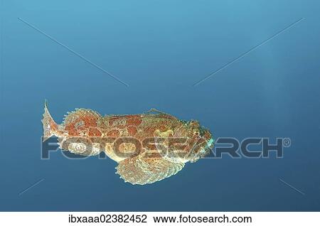 "Sea Raven (Hemitripterus villosus), Japan Sea, Primorsky Krai, Russian Federation, Far East" View Large Photo Image Stock Image - "Sea Raven (Hemitripterus villosus), Japan Sea, Primorsky Krai, Russian Federation, Far East". Fotosearch