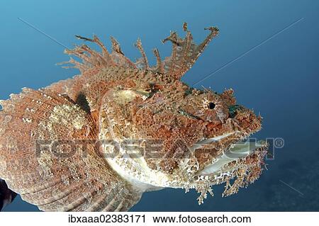 "Sea Raven (Hemitripterus villosus), Japan Sea, Primorsky Krai, Russian Federation, Far East" View Large Photo Image Stock Image - "Sea Raven (Hemitripterus villosus), Japan Sea, Primorsky Krai, Russian Federation, Far East". Fotosearch