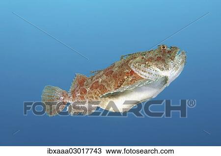 Stock Image - "Sea Raven (Hemitripterus villosus), Sea of Japan, Far East, Primorsky Krai, Russian Federation, Sea of Japan, Russia, Europe". Fotosearch