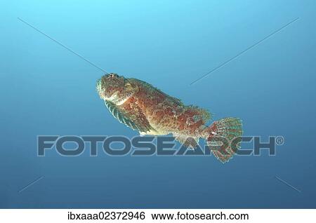 "Sea Raven (Hemitripterus villosus), Japan Sea, Far East, Primorsky Krai, Russian Federation" View Large Photo Image Stock Photograph - "Sea Raven (Hemitripterus villosus), Japan Sea, Far East, Primorsky Krai, Russian Federation". Fotosearch