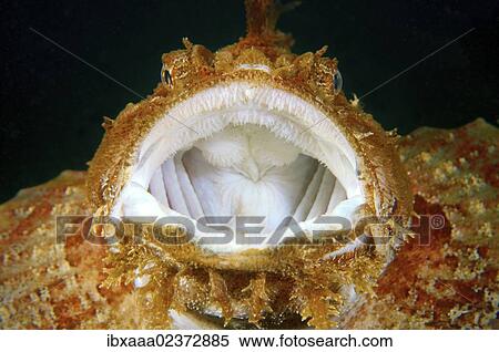 "Sea Raven (Hemitripterus villosus), Japan Sea, Far East, Primorsky Krai, Russian Federation" View Large Photo Image Stock Photography - "Sea Raven (Hemitripterus villosus), Japan Sea, Far East, Primorsky Krai, Russian Federation". Fotosearch