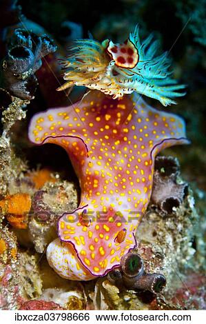 Stock Photograph - "Sea Slug (Ceratosoma trilobatum), Gulf of Oman, Oman, Asia". Fotosearch