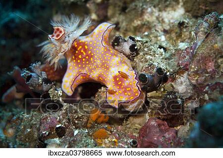 Stock Photography - "Sea Slug (Ceratosoma trilobatum), Gulf of Oman, Oman, Asia". Fotosearch