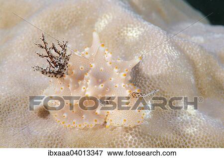 "Sea slug or nudibranch (Halgerda malesso), Bohol Sea, Philippines, Asia" View Large Photo Image Stock Photo - "Sea slug or nudibranch (Halgerda malesso), Bohol Sea, Philippines, Asia". Fotosearch