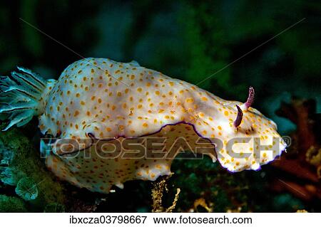 "Sea Slug (Risbecia pulchella), Gulf of Oman, Oman, Asia" View Large Photo Image Stock Photo - "Sea Slug (Risbecia pulchella), Gulf of Oman, Oman, Asia". Fotosearch