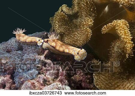"Sea Slugs (Risbecia pulchella), Gulf of Oman, Oman, Asia" View Large Photo Image Stock Image - "Sea Slugs (Risbecia pulchella), Gulf of Oman, Oman, Asia". Fotosearch