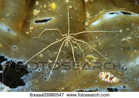 "Sea spider, Nymphon longitarse), White Sea, Karelia, Russia, Europe" View Large Photo Image Stock Photo - "Sea spider, Nymphon longitarse), White Sea, Karelia, Russia, Europe". Fotosearch