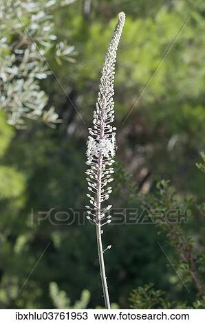 Stock Image - "Sea Squill or Medicinal Squill (Urginea maritima), Rhodos Island, Dodecanese, Greece, Europe". Fotosearch