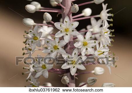 "Sea Squill or Medicinal Squill (Urginea maritima), flowers detail, Rhodos Island, Dodecanese, Greece, Europe" View Large Photo Image Stock Image - "Sea Squill or Medicinal Squill (Urginea maritima), flowers detail, Rhodos Island, Dodecanese, Greece, Europe". Fotosearch