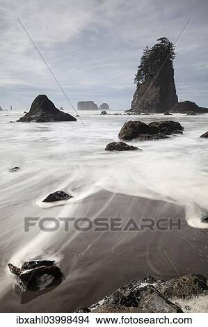 "Sea stack on Second Beach in Olympic National Park, Washington, United States, North America" View Large Photo Image Picture - "Sea stack on Second Beach in Olympic National Park, Washington, United States, North America". Fotosearch
