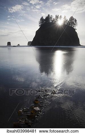 "Sea stack on Second Beach in Olympic National Park, Washington, United States, North America" View Large Photo Image Stock Image - "Sea stack on Second Beach in Olympic National Park, Washington, United States, North America". Fotosearch