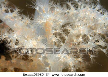 "Sea Strawberry (Gersemia rubiformis), soft coral, White Sea, Karelia, Russia, Europe" View Large Photo Image Picture - "Sea Strawberry (Gersemia rubiformis), soft coral, White Sea, Karelia, Russia, Europe". Fotosearch