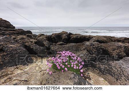 "Sea Thrift (Armeria maritima), coast near Lisdoonvarna, Burren, County Clare, Ireland, Europe" View Large Photo Image Picture - "Sea Thrift (Armeria maritima), coast near Lisdoonvarna, Burren, County Clare, Ireland, Europe". Fotosearch