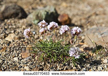 "Sea Thrift or Sea Pink (Armeria maritima), tundra, Landmannalaugar, Highlands, Suourland, Iceland, Europe" View Large Photo Image Stock Image - "Sea Thrift or Sea Pink (Armeria maritima), tundra, Landmannalaugar, Highlands, Suourland, Iceland, Europe". Fotosearch