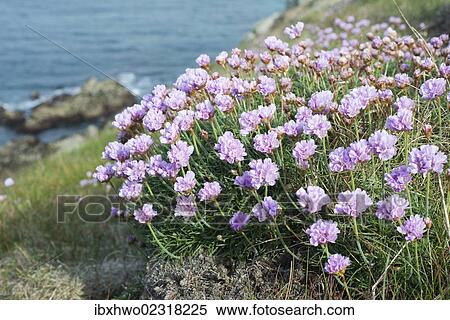 Stock Photography - "Sea thrift or Sea Pink (Armeria maritima) above the sea, Cape Pointe de Corsen, Departement Finistere, Brittany, France, Europe". Fotosearch