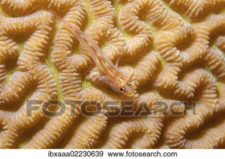 "Sea whip goby (Erythrops goby, Bryaninops erythrops), coral reef, Red Sea, Egypt, Africa" View Large Photo Image Stock Photo - "Sea whip goby (Erythrops goby, Bryaninops erythrops), coral reef, Red Sea, Egypt, Africa". Fotosearch