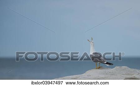 Stock Photo - "Seagull, calling, on rock, Conero National Park, Marche, Italy, Europe". Fotosearch