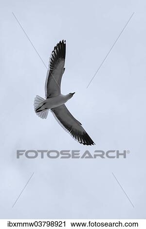 Stock Image - "Seagull in flight, in Walvis Bay, Namibia, Africa". Fotosearch