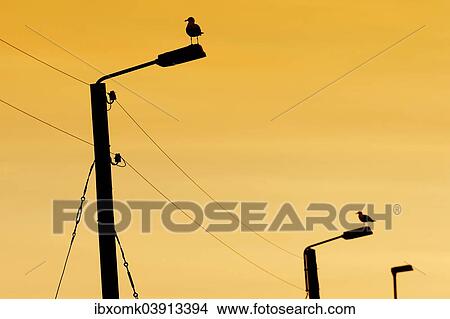 "Seagulls on power poles, Vioareioi, Viooy, Faroe Islands, Denmark, Europe" View Large Photo Image Picture - "Seagulls on power poles, Vioareioi, Viooy, Faroe Islands, Denmark, Europe". Fotosearch