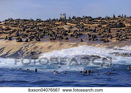 "Seal colony, Seal Island, Western Cape, South Africa, Africa" View Large Photo Image Stock Photo - "Seal colony, Seal Island, Western Cape, South Africa, Africa". Fotosearch