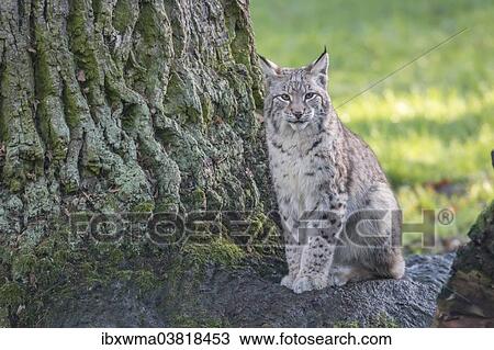 "Seated young Lynx (Lynx lynx), North Hesse, Hesse, Germany, Europe" View Large Photo Image Stock Image - "Seated young Lynx (Lynx lynx), North Hesse, Hesse, Germany, Europe". Fotosearch