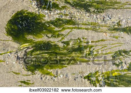 "Seaweed at low tide, Dune, Heligoland, Schleswig-Holstein, Germany, Europe" View Large Photo Image Stock Image - "Seaweed at low tide, Dune, Heligoland, Schleswig-Holstein, Germany, Europe". Fotosearch