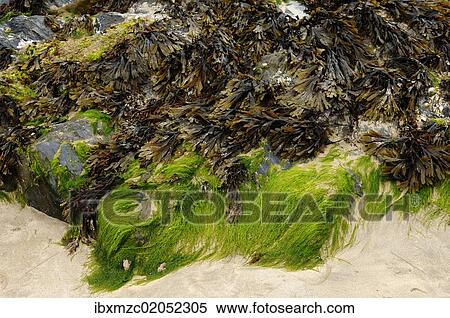 "Seaweed on a rock in the harbour of Newquay, Cornwall, England, United Kingdom, Europe" View Large Photo Image Stock Photography - "Seaweed on a rock in the harbour of Newquay, Cornwall, England, United Kingdom, Europe". Fotosearch