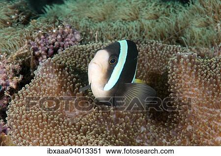 "Sebae Anemonefish (Amphiprion sebae), Bohol Sea, Philippines, Asia" View Large Photo Image Stock Image - "Sebae Anemonefish (Amphiprion sebae), Bohol Sea, Philippines, Asia". Fotosearch