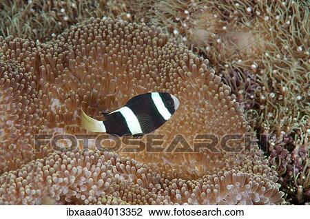 Stock Image - "Sebae clownfish (Amphiprion sebae), Bohol Sea, Philippines, Asia". Fotosearch