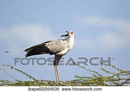Stock Photography - "Secretary Bird (Sagittarius serpentarius), Serengeti, Tanzania, Africa". Fotosearch