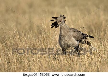 "Secretarybird (Sagittarius serpentarius), Masai Mara National Park, Kenya, East Africa, Africa" View Large Photo Image Stock Image - "Secretarybird (Sagittarius serpentarius), Masai Mara National Park, Kenya, East Africa, Africa". Fotosearch