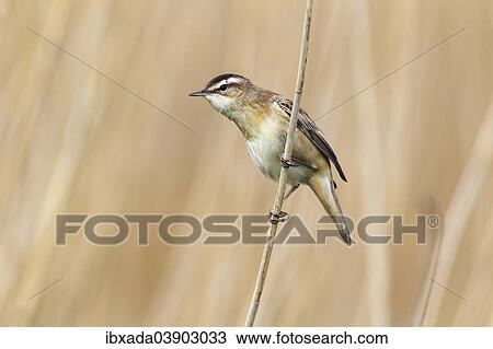 "Sedge Warbler (Acrocephalus schoenobaenus) perched on reed, Lauwersmeer National Park, Holland, The Netherlands, Europe" View Large Photo Image Stock Image - "Sedge Warbler (Acrocephalus schoenobaenus) perched on reed, Lauwersmeer National Park, Holland, The Netherlands, Europe". Fotosearch