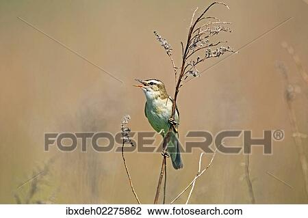 "Sedge Warbler (Acrocephalus schoenobaenus), singing, Burgenland, Austria, Europe" View Large Photo Image Stock Image - "Sedge Warbler (Acrocephalus schoenobaenus), singing, Burgenland, Austria, Europe". Fotosearch