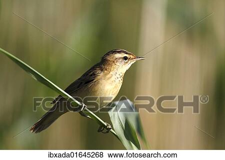 Sedge Warbler (Acrocephalus schoenobaenus) sitting on a reed stem View Large Photo Image Stock Photo - Sedge Warbler (Acrocephalus schoenobaenus) sitting on a reed stem. Fotosearch