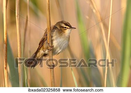 "Sedge Warbler (Acrocephalus schoenobaenus), perched on a reed, Illmitz, Lake Neusiedl, Burgenland, Austria, Europe" View Large Photo Image Stock Photo - "Sedge Warbler (Acrocephalus schoenobaenus), perched on a reed, Illmitz, Lake Neusiedl, Burgenland, Austria, Europe". Fotosearch