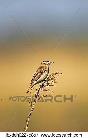 Stock Photo - "Sedge Warbler (Acrocephalus schoenobaenus), Burgenland, Austria, Europe". Fotosearch