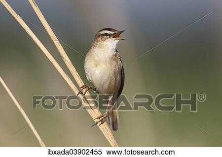 "Sedge Warbler (Acrocephalus schoenobaenus), singing, perched on reed, Lauwersmeer National Park, Holland, The Netherlands, Europe" View Large Photo Image Stock Photography - "Sedge Warbler (Acrocephalus schoenobaenus), singing, perched on reed, Lauwersmeer National Park, Holland, The Netherlands, Europe". Fotosearch
