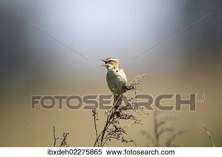 Stock Photography - "Sedge Warbler (Acrocephalus schoenobaenus), singing, Burgenland, Austria, Europe". Fotosearch