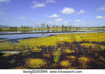 "Sedimentation area with Flat-top Bogmoss (Sphagnum fallax) and Common Club-rush or Bulrush (Scirpus lacustris) in moorland ponds, former peat bog in glacial bog on the edge of the Alps, Nicklheim, Bavaria, Germany, Europe" View Large Photo Image Picture - "Sedimentation area with Flat-top Bogmoss (Sphagnum fallax) and Common Club-rush or Bulrush (Scirpus lacustris) in moorland ponds, former peat bog in glacial bog on the edge of the Alps, Nicklheim, Bavaria, Germany, Europe". Fotosearch