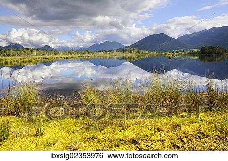 "Sedimentation area with Flat-top Bogmoss (Sphagnum fallax) and Common Club-rush or Bulrush (Scirpus lacustris) in moorland ponds, former peat bog in glacial bog on the edge of the Alps, Nicklheim, Bavaria, Germany, Europe" View Large Photo Image Stock Photograph - "Sedimentation area with Flat-top Bogmoss (Sphagnum fallax) and Common Club-rush or Bulrush (Scirpus lacustris) in moorland ponds, former peat bog in glacial bog on the edge of the Alps, Nicklheim, Bavaria, Germany, Europe". Fotosearch