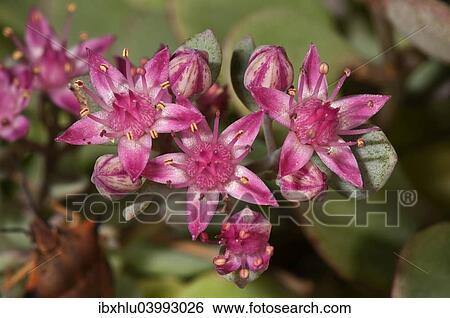 Stock Photograph - "Sedum cyaneum, Baden-Wurttemberg, Germany, Europe". Fotosearch