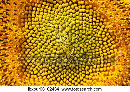 "Seed head of a Sunflower (Helianthus annuus), Germany, Europe" View Large Photo Image Picture - "Seed head of a Sunflower (Helianthus annuus), Germany, Europe". Fotosearch