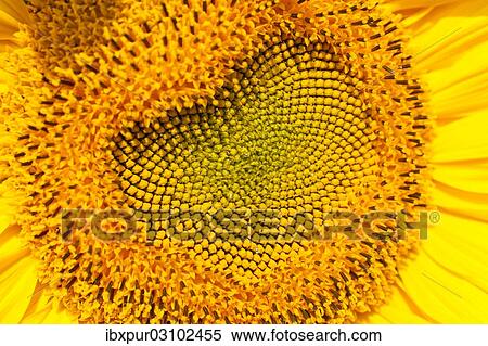 "Seed head of a Sunflower (Helianthus annuus), Germany, Europe" View Large Photo Image Stock Photography - "Seed head of a Sunflower (Helianthus annuus), Germany, Europe". Fotosearch