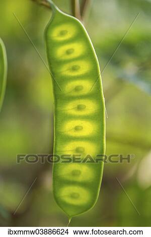 "Seed pod, Albizia or Plume Albizia (Paraserianthes lophantha)" View Large Photo Image Picture - "Seed pod, Albizia or Plume Albizia (Paraserianthes lophantha)". Fotosearch