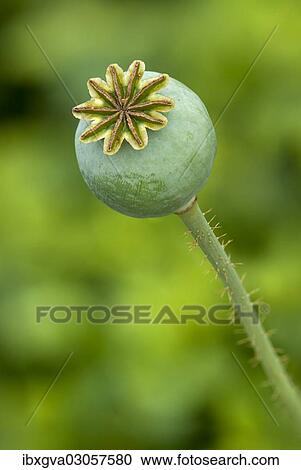 Stock Image - "Seed pod of an Opium Poppy (Papaver somniferum), Geneva, Genf, Switzerland, Europe". Fotosearch