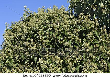 Stock Image - "Seed pods, common ivy (Hedera helix), Ahrenshoop, Darss, Fischland-Darss-Zingst, Mecklenburg-Western Pomerania, Germany, Europe". Fotosearch