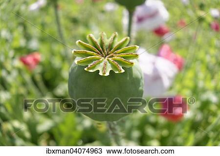 "Seed vessel, Opium Poppy (Papaver somniferum), """"Waldviertler Graumohn"""", Lower Austria, Austria, Europe" View Large Photo Image Stock Image - "Seed vessel, Opium Poppy (Papaver somniferum), """"Waldviertler Graumohn"""", Lower Austria, Austria, Europe". Fotosearch