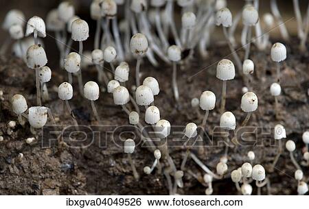 Stock Photograph - "Seeded Fairies Bonnets (Coprinellus disseminatus), Tambopata Nature Reserve, Madre de Dios Region, Peru, South America". Fotosearch